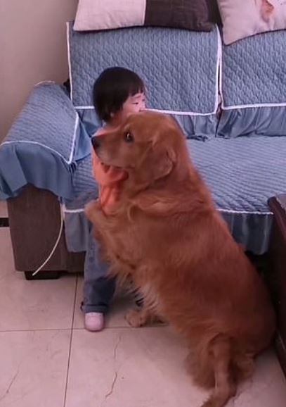 A reação fofa surpreendeu a família. 'Eu ainda estava chateada, mas também achei muito engraçado', disse a mãe. O cãozinho só parou quando viu que tudo estava bem novamente