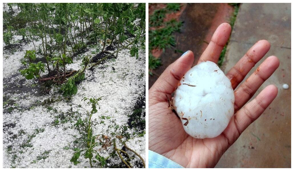 Plantios de café foram os mais afetados pelas chuvas de granizo