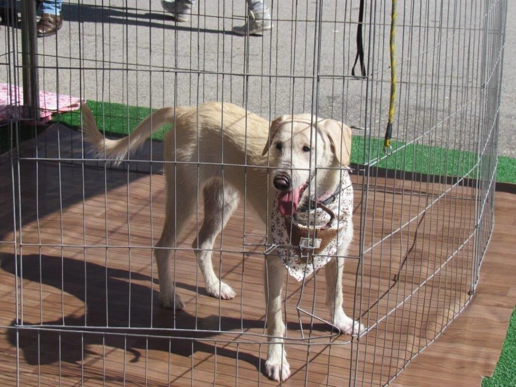 A feira terá 30 cães para doação, todos vacinados e castrados