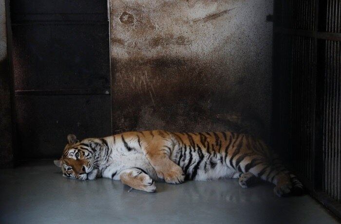 Depois da operação, Igor descansou. Pode levar de duas a três semanas até que os veterinários possam avaliar a melhora em seu movimento