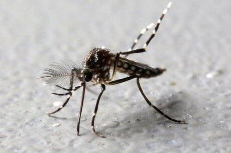 O mosquito Aedes aegypti é o transmissor da dengue