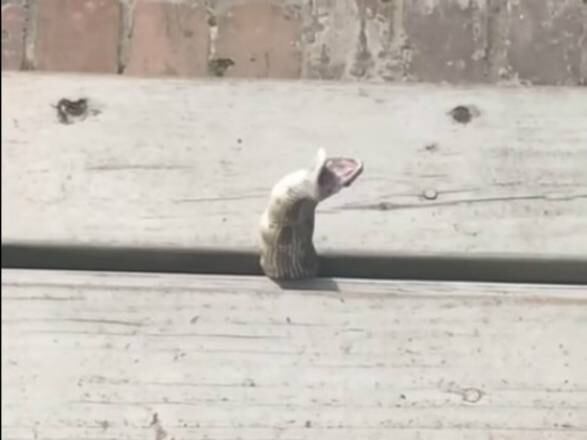 A cobra começa a se movimentar desesperadamente de um lado para o outro no vão

Leia mais! Mulher é acusada de roubar trator para pegar roupas em apartamento