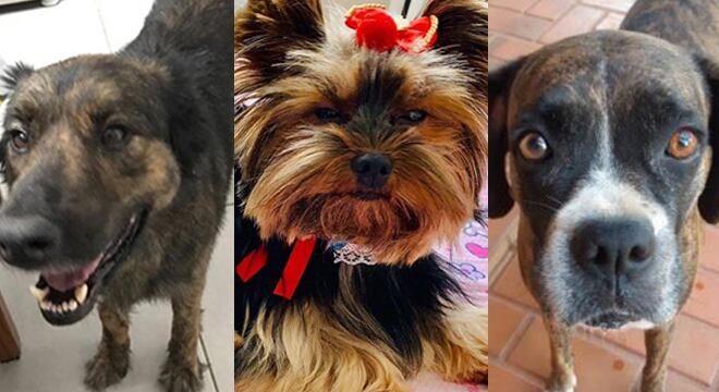 Da esq. para direita: Preta, Belinha e Mel