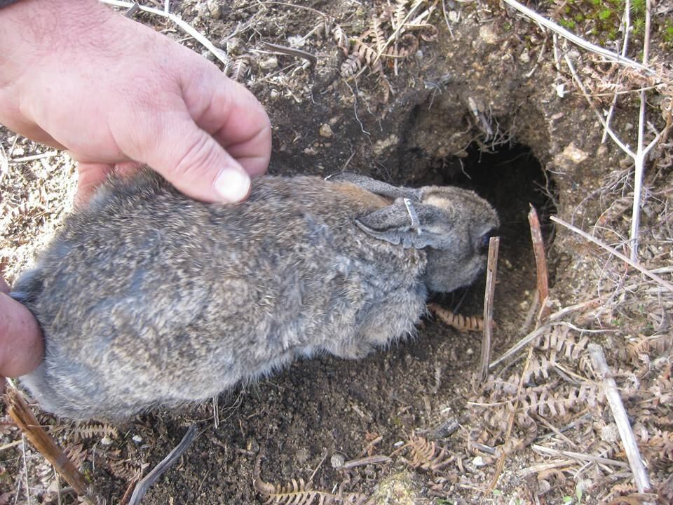 — Sou contrário a esse conceito de o animal ser como uma
coisa. A lei é seca, ela visa organizar a sociedade, mas nem sempre consegue ir
a fundo no sentimento humano. No direito nacional, o animal é preservado por
ser uma propriedade do Estado e devido ao direito intergeracional, que é o das
futuras gerações terem o direito de conhecer as espécies de hoje. A caça
permitida, na verdade, propicia o deleite. Quem tem o direito é o ser humano

