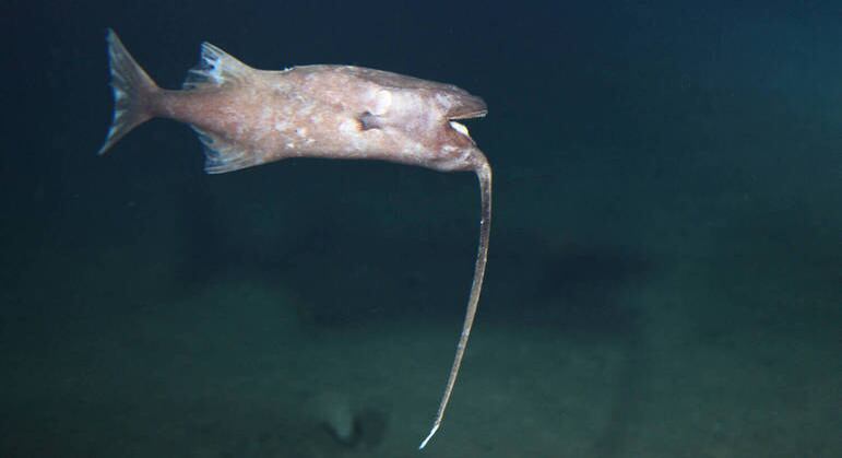 Tamboril usa um apêndice para atrair presas e devorá-las