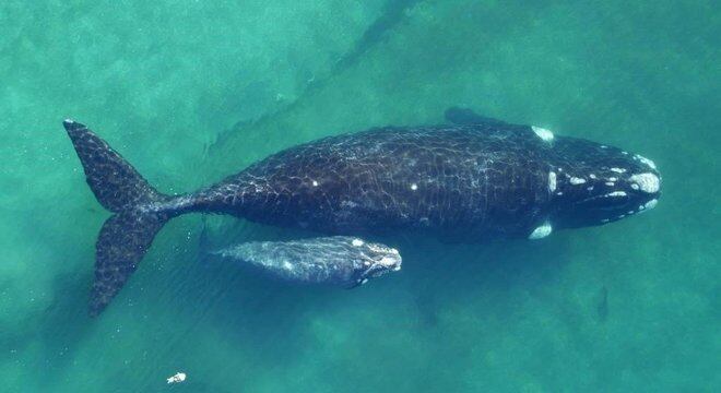 Biólogos marinhos desenvolvem uma nova técnica parar pesar baleias
