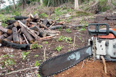 Mata Atlântica registrou a maior taxa de desmatamento em 4 anos