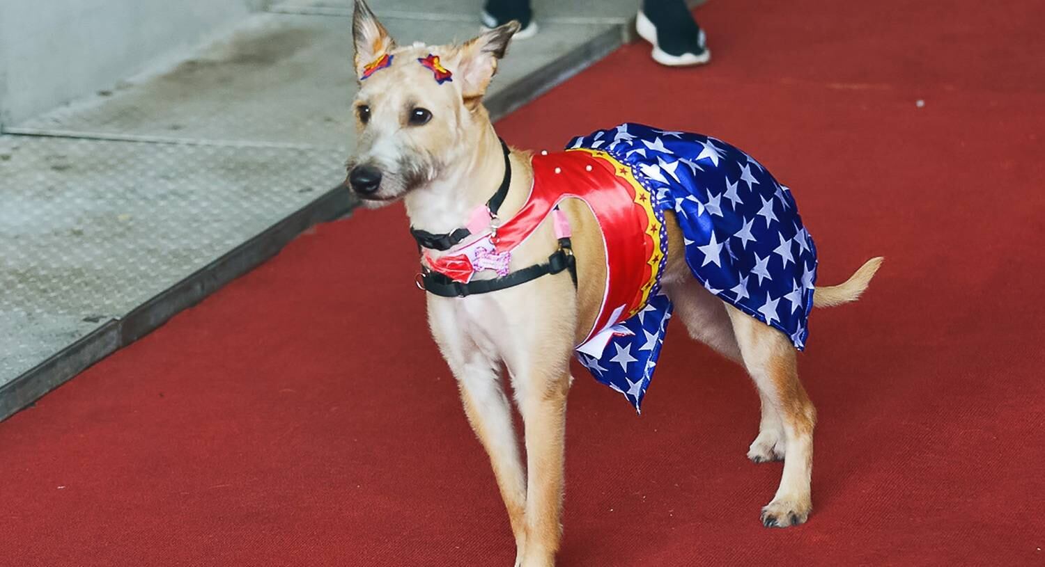 É claro que não poderia faltar uma guerreira vestida de Mulher-Maravilha