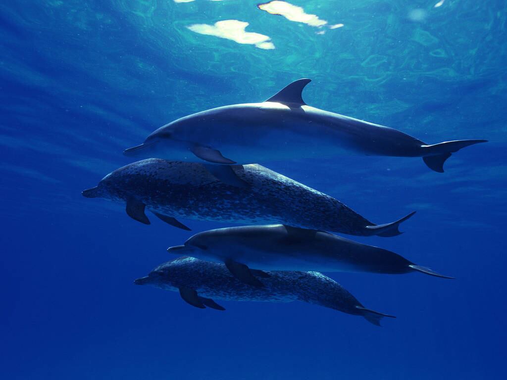 Você certamente conhece a expressão "dormir com um olho aberto". Os golfinhos levaram a ideia muito a sério! Os mamíferos aquáticos dormem com um olho fechado e o outro aberto, para ficar esperto com possíveis ameaças