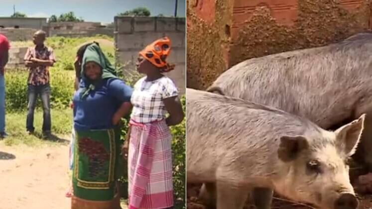 O Balanço Geral mostrou uma morte tão chocante como inusitada. Ernesto, um pai de família, criava animais em sua casa e resolveu abater um de seus melhores porcos para um grande banquete com seus parentes. Na data marcada, um ataque fatal impediu o evento de acontecer, e a festa acabou virando um enterro. A equipe da RECORD explicou o caso diretamente da cidade de Matola, em Moçambique; confira