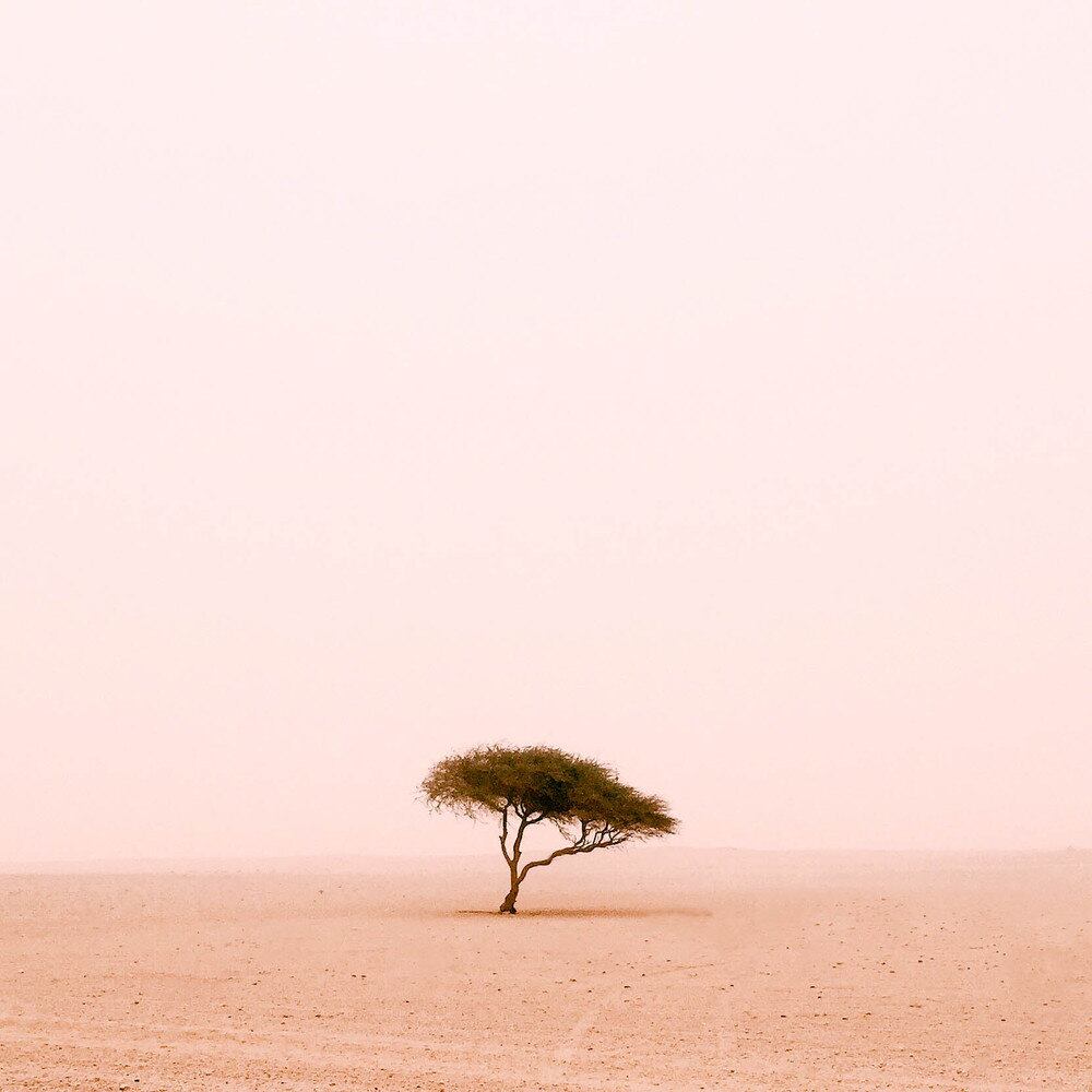 Na categoria Árvores, a árvore solitária de Ruairdh McGlynn foi considerada a melhor de todas