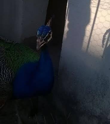 Animal foi encontrado no quintal de vizinha