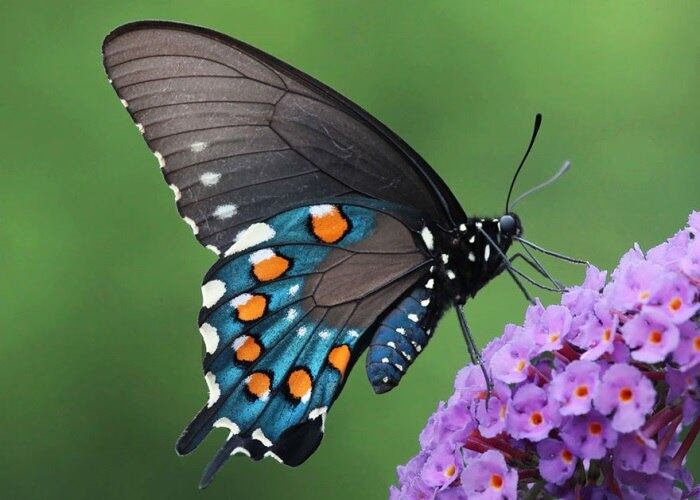 Espécie: Pipevine Swallowtail
