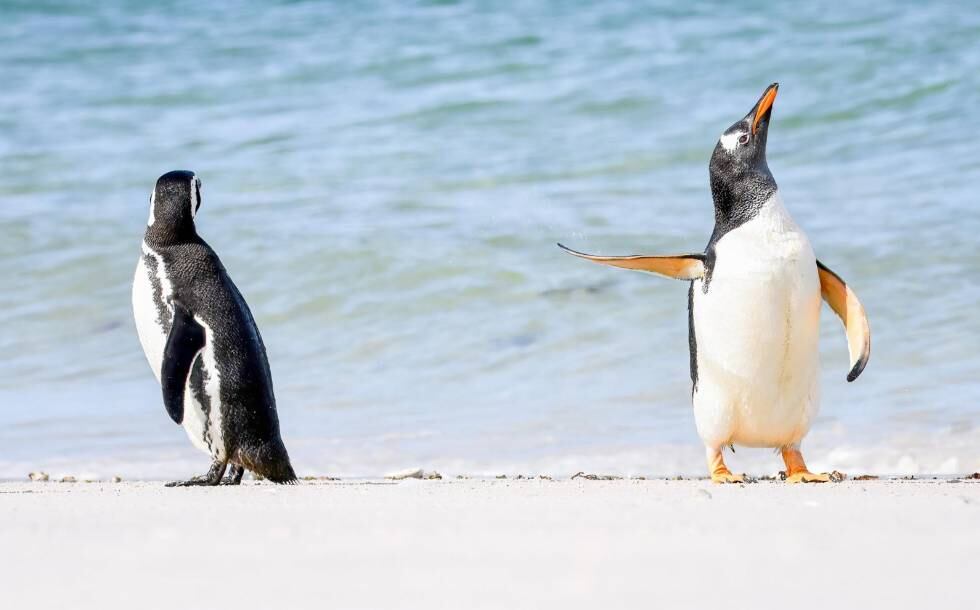 A dupla de pinguins não estava em um clima muito amistoso durante esse clique. Quanto deboche!

CONFIRA TAMBÉM: Caçador que se orgulhava de matar animais selvagens é morto a tiros

