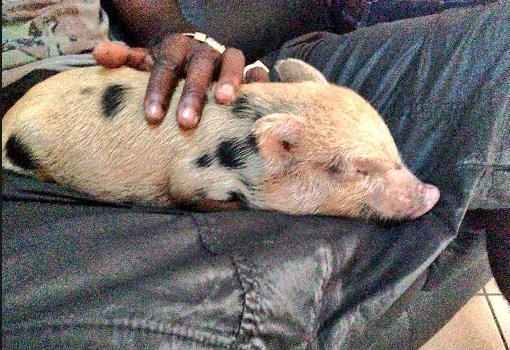 Recentemente, Balotelli também exibiu seu novo animal de estimação: um porquinho. Porém, o atacante não sabia dizer qual era o sexo do bichinho