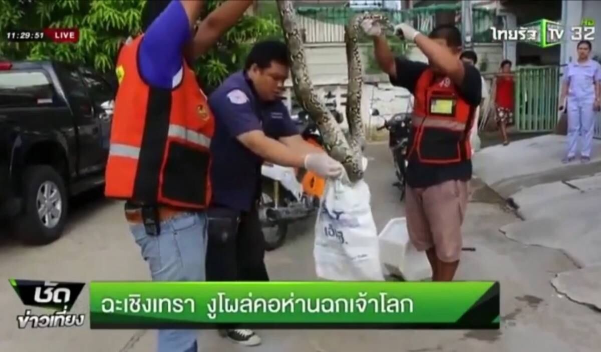 Em seguida, as autoridades chegaram à casa da vítima para tirar a serpente da tubulação 


