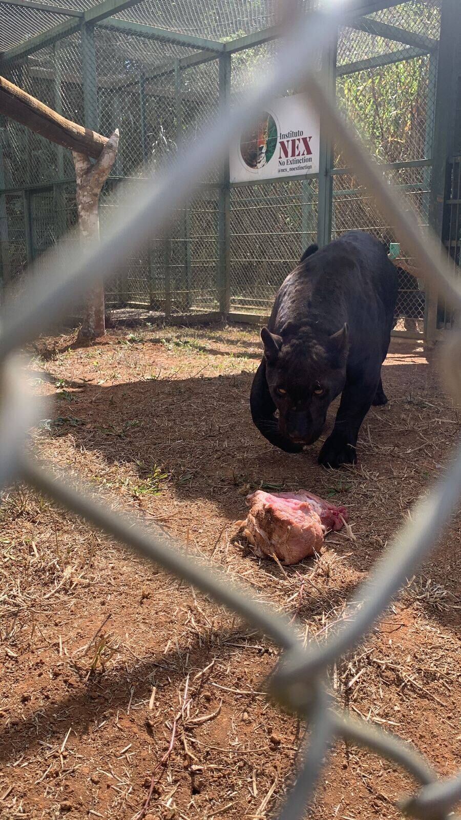 Cacau no Instituto Nex