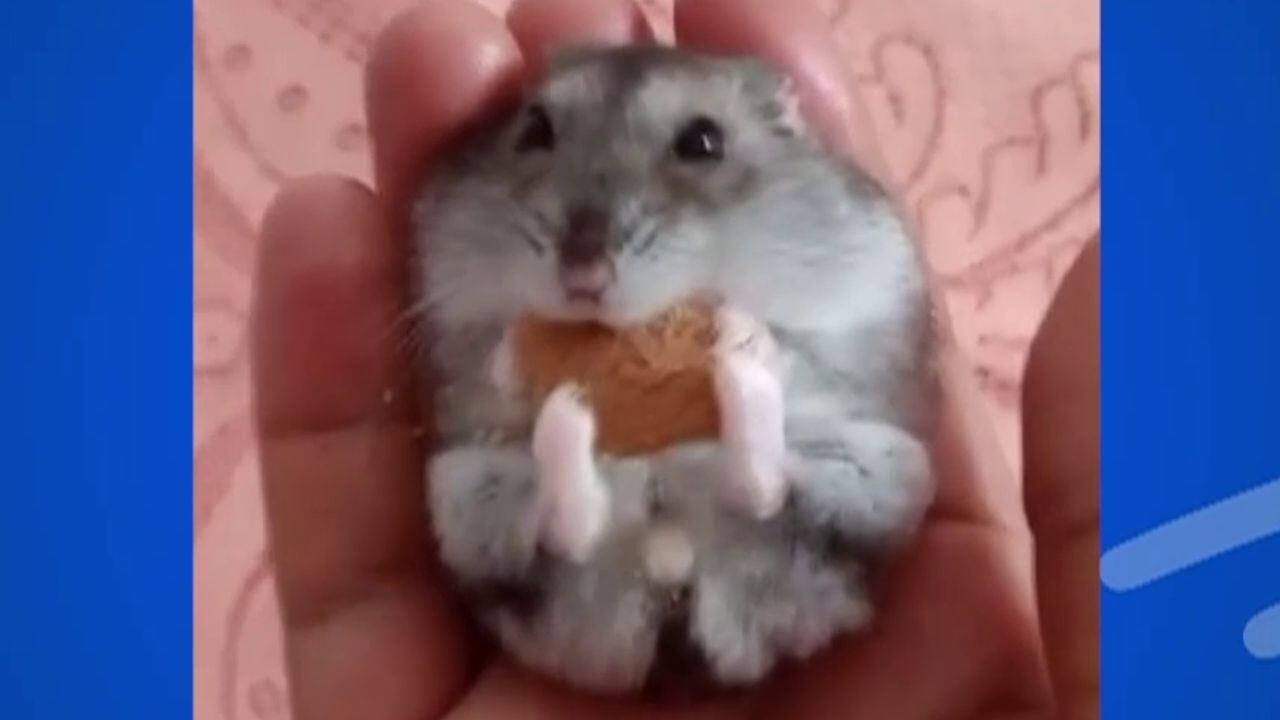 Alerta de fofura! Hamster encanta ao devorar biscoito como se não houvesse amanhã