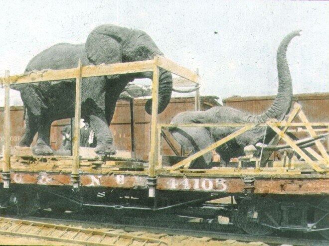 Elefantes africanos sendo transportados de trem do Museu Columbian Field para um novo local no Grant Park (1920)