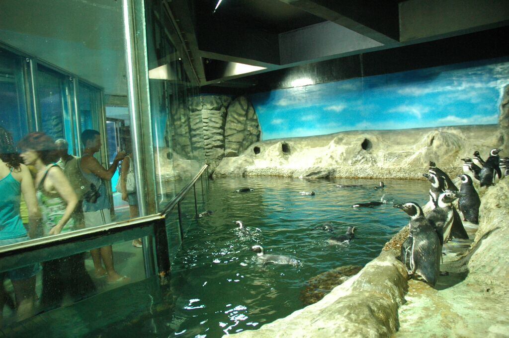 O espaço recebe, em média, cerca de
600 mil pessoas por ano e foi o primeiro parque público do Brasil a registrar o
nascimento de uma pinguim em cativeiro. O animal se chama Fraldinha e tem 13
anos