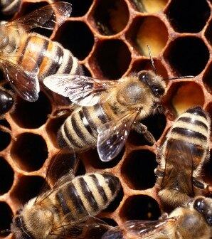 Aplicação do própolis na pele pode aumentar o número de células responsáveis pelo crescimento de cabelo
