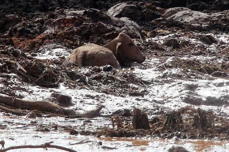 Ao menos nove pessoas morreram na tragédia