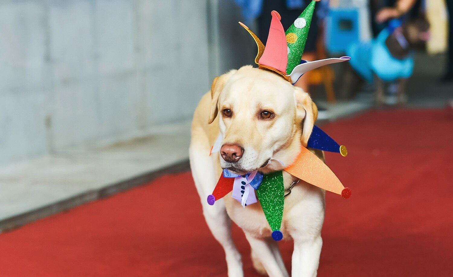 Este labrador ficou um charme vestido de folião
