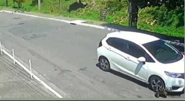 Motorista segue com o carro e não presta o atendimento necessário ao animal