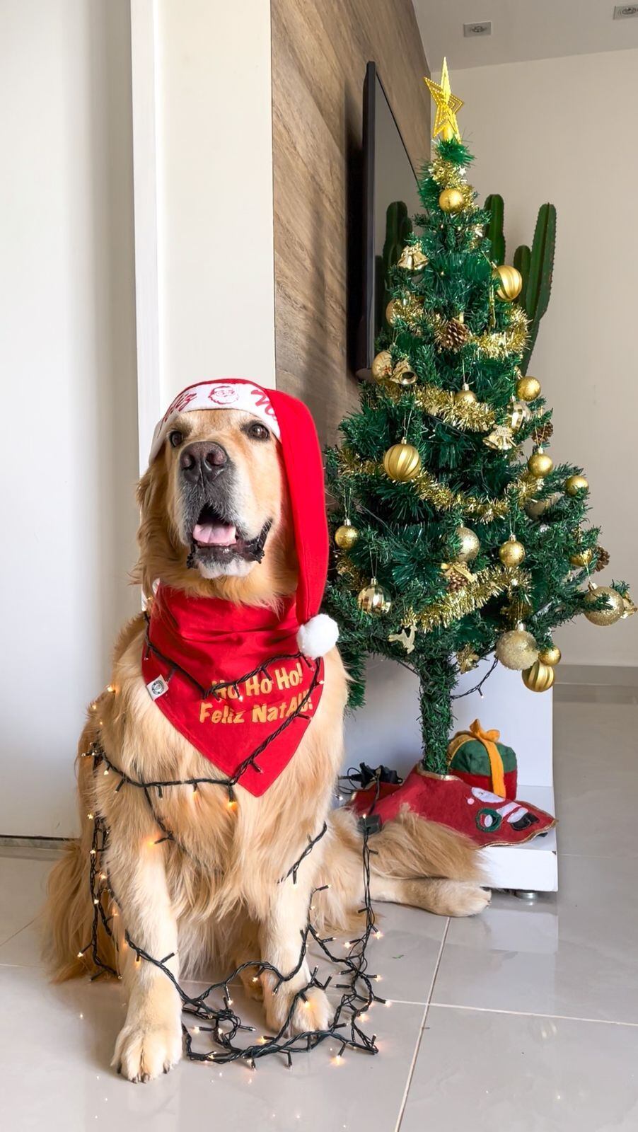 Alerta de fofura: pets influenciadores arrasam nos looks de Natal; confira  – R7 Entretenimento, image size:902x1600