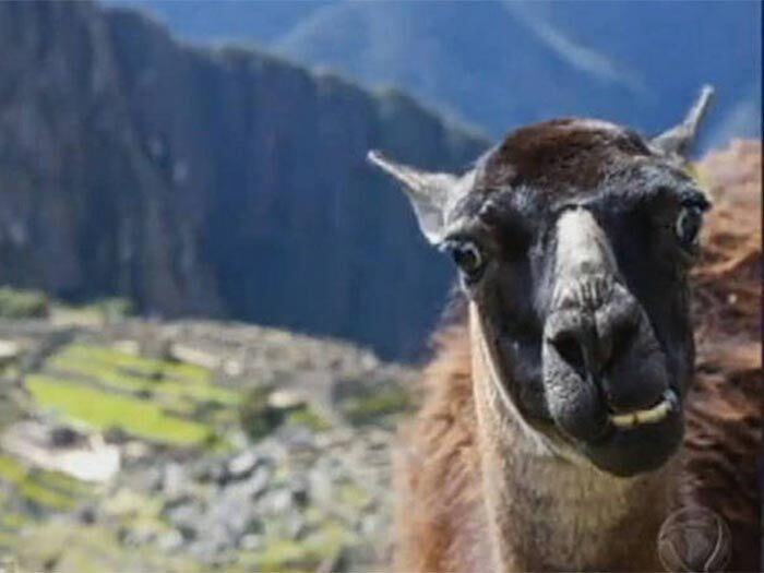 

Que tal essa lhama
desengonçada no Peru? Ficou incrível 

+ Veja o álbum completo das
selfies mais divertidas do mundo animal