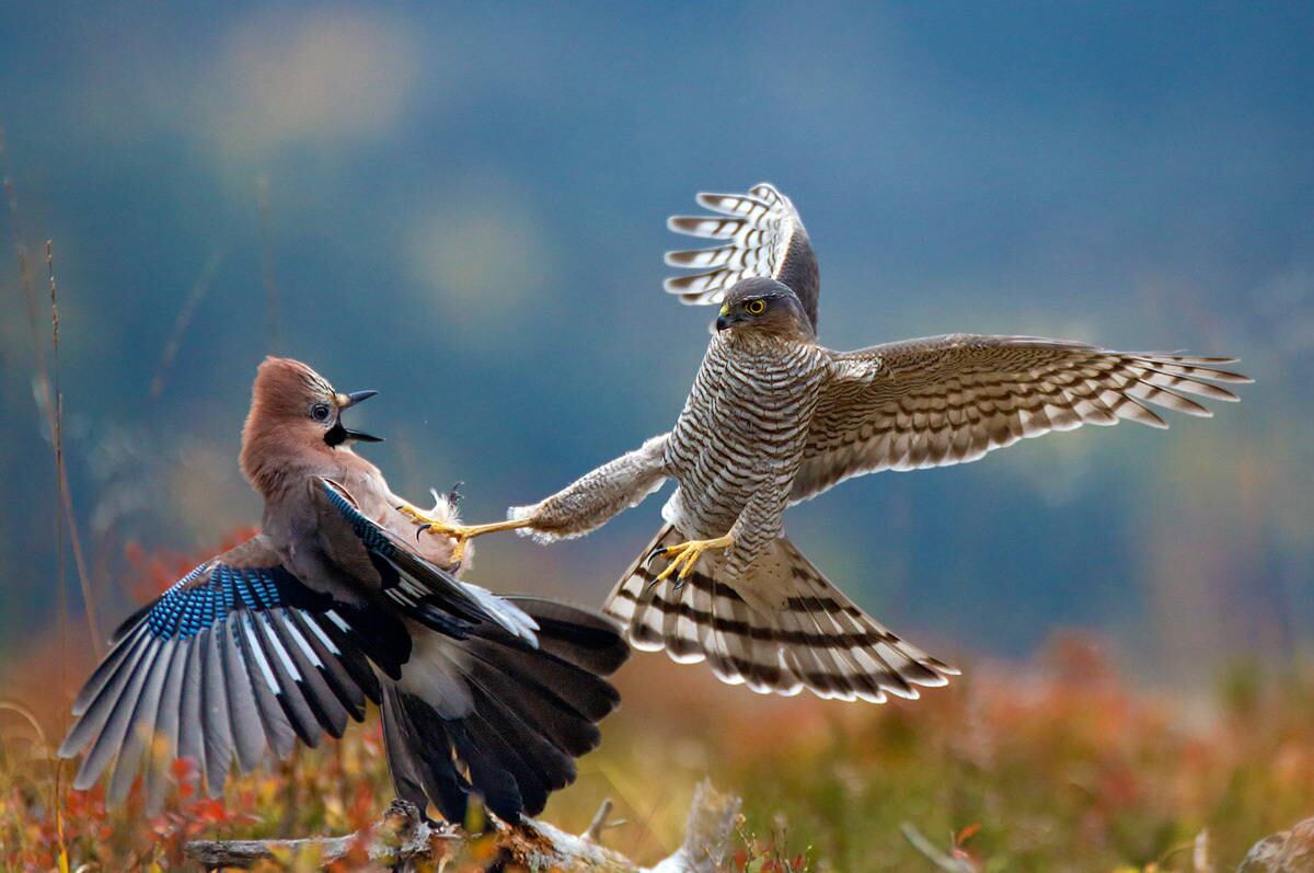 Na categoria de aves, a imagem vencedora foi tirada por Pal Hermansen, que mostra duas grandes aves atacando uma à outra