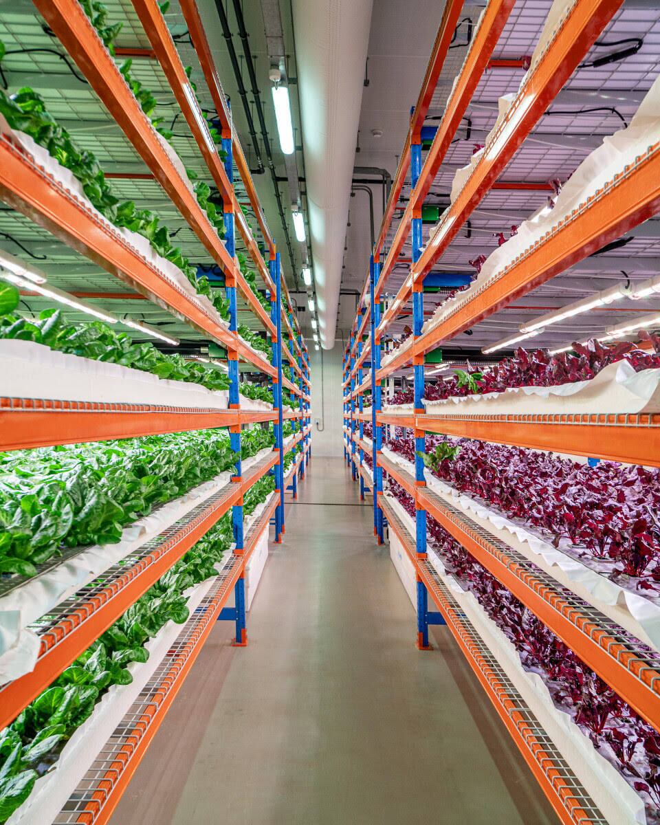 Emirates Bustanica: a maior fazenda hidropônica vertical do mundo
