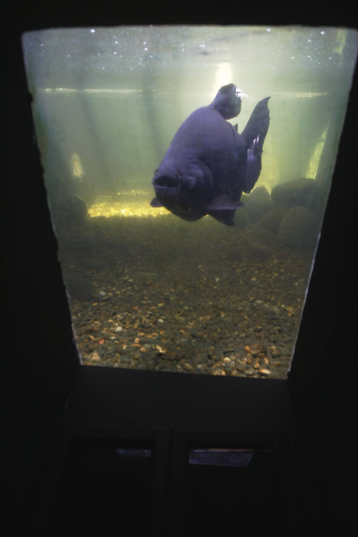 Uma equipe técnica será responsável pela ambientação de diferentes viveiros, com ponto de fuga para que os animais possam se esconder da visão humana e, com isso, promover bem estar