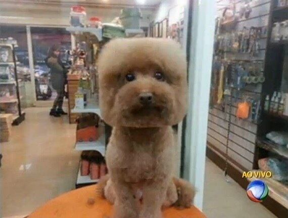 Um pet shop de Taiwan resolveu inovar na tosa dos cachorros e está fazendo sucesso
+Cães ajudam na reabilitação de crianças doentes