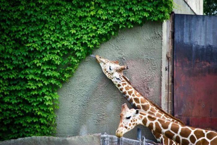 As girafas tentaram esconder, mas descobriram rápido as responsáveis por comer a cerca viva!