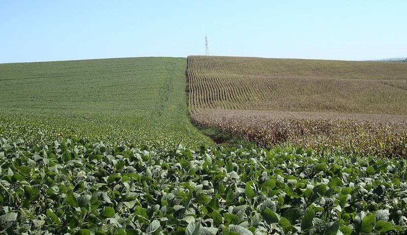 Campos de soja e milho em Cruz Alta, no Rio Grande do Sul