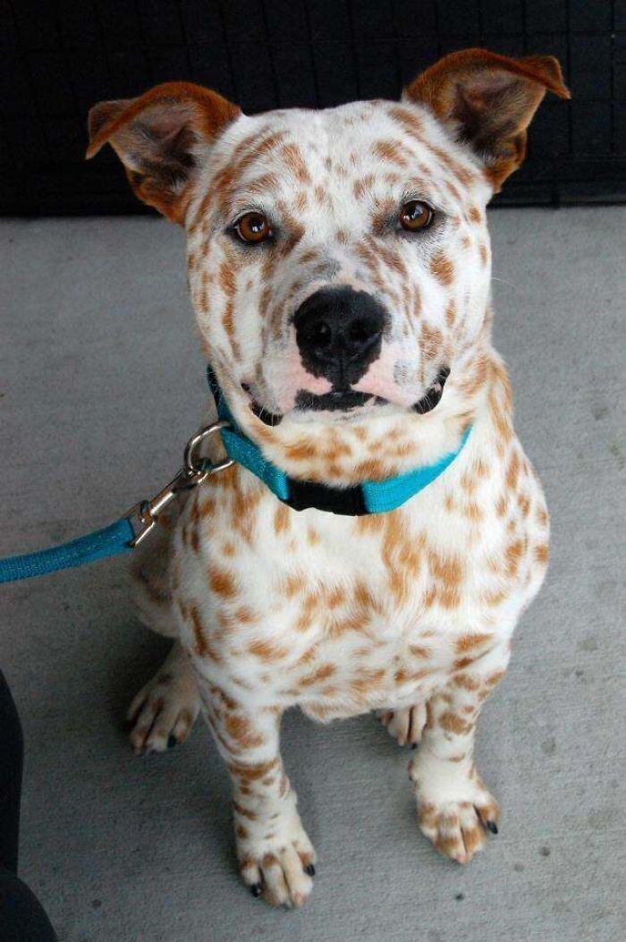 Já a mistura com um australian cattle dog resultou neste cachorro cheio de pintinhas