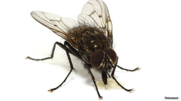 Eles descobriram que as moscas deficientes eram atrofiadas, mas não porque elas não passaram por metamorfose prematuramente e sim porque a perda de hormônios juvenis desacelerou a taxa de crescimento delas sem mudar o tempo da metamorfose