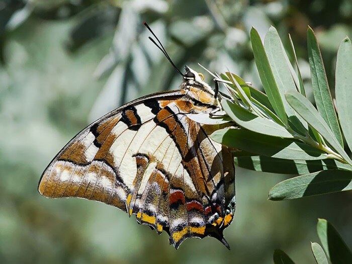 Espécie: Polyura Sempronius