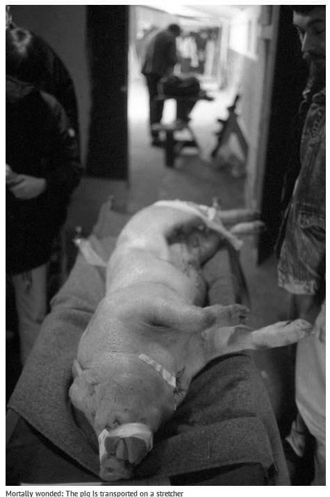 Para o Ministério, os avanços alcançados reduzem o número de procedimentos envolvendo animais. Mas afirma que não há como lutar contra armas químicas sem o uso dos bichos
