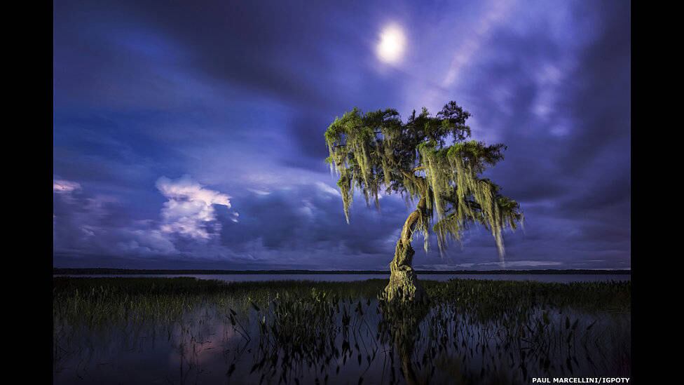 A foto de Paul Marcellini desta árvore iluminada ficou em segundo lugar na categoria ‘Árvores, bosques e florestas’