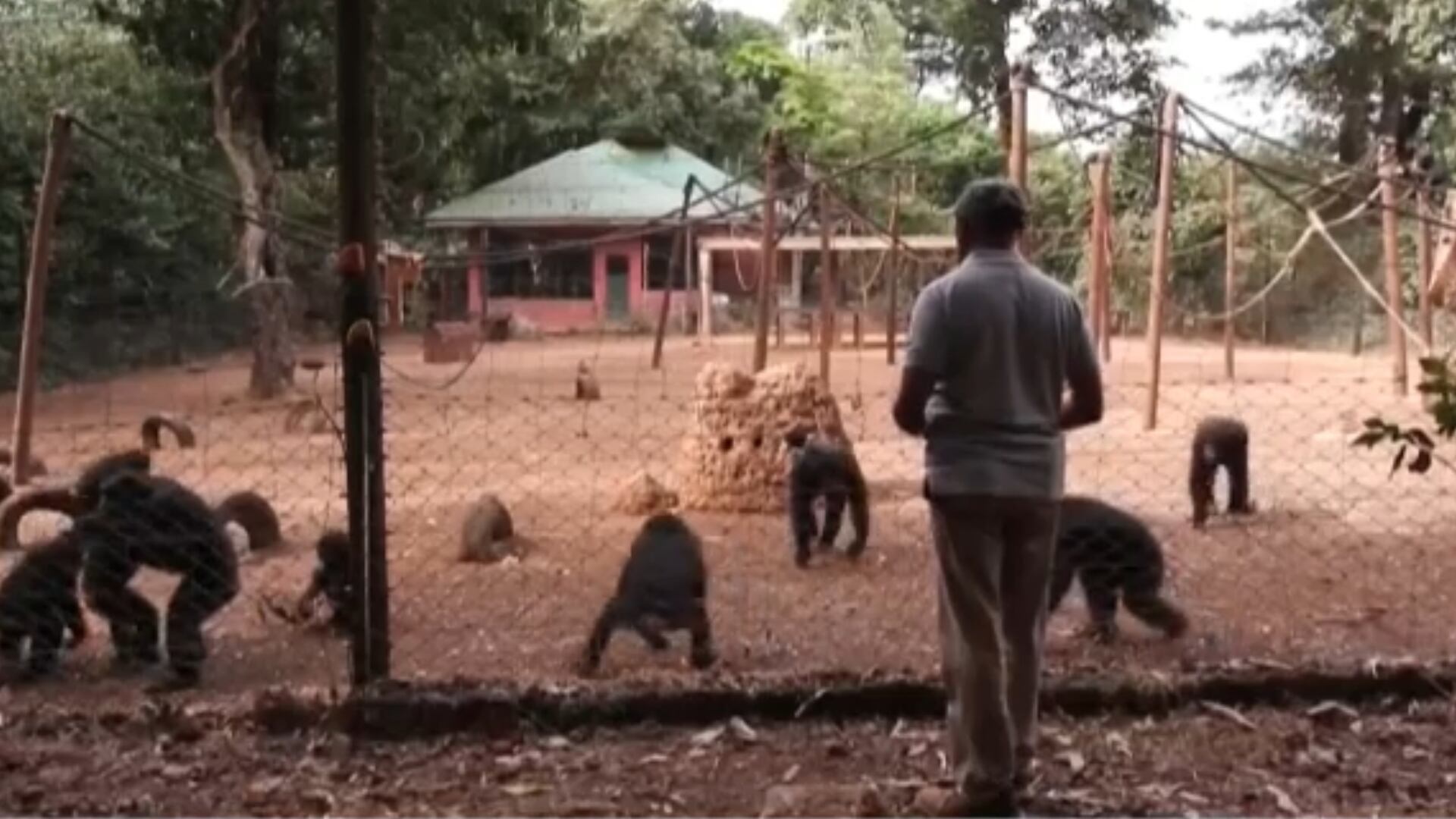 Segunda família: homem se dedica ao resgate de chimpanzés há mais de 30 anos em Serra Leoa