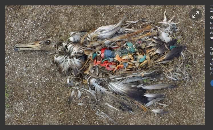 No Atol de Midway, longe dos centros do comércio mundial, um albatroz, morto por ingerir muito plástico, cai na praia. A visão dos pássaros mortos em decorrência da poluição é, infelizmente, uma visão comum na ilha