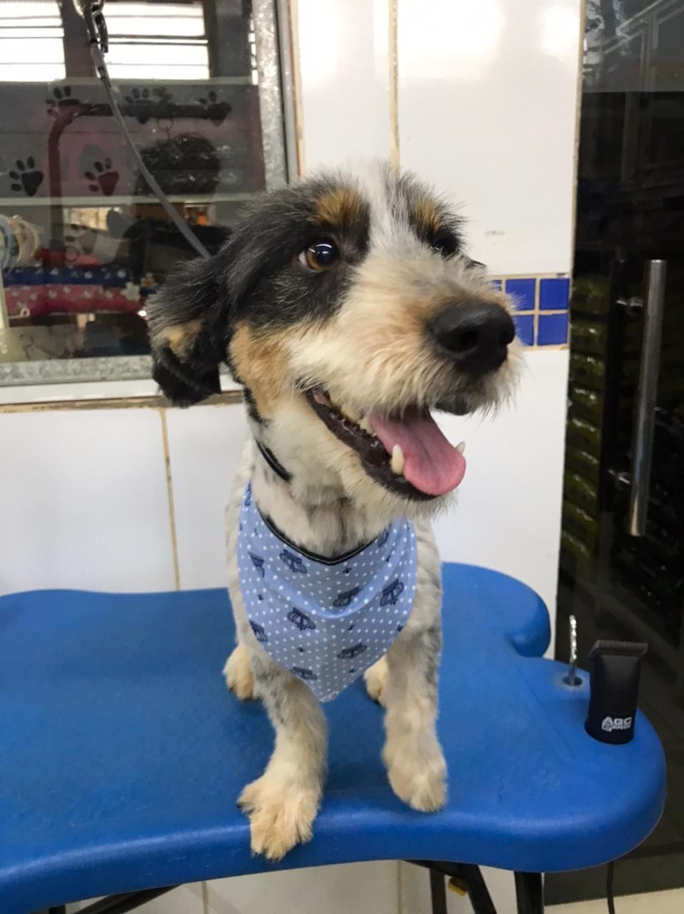 Bob foi resgatado e tratado após ser agredido pela tutora, em Goiás
