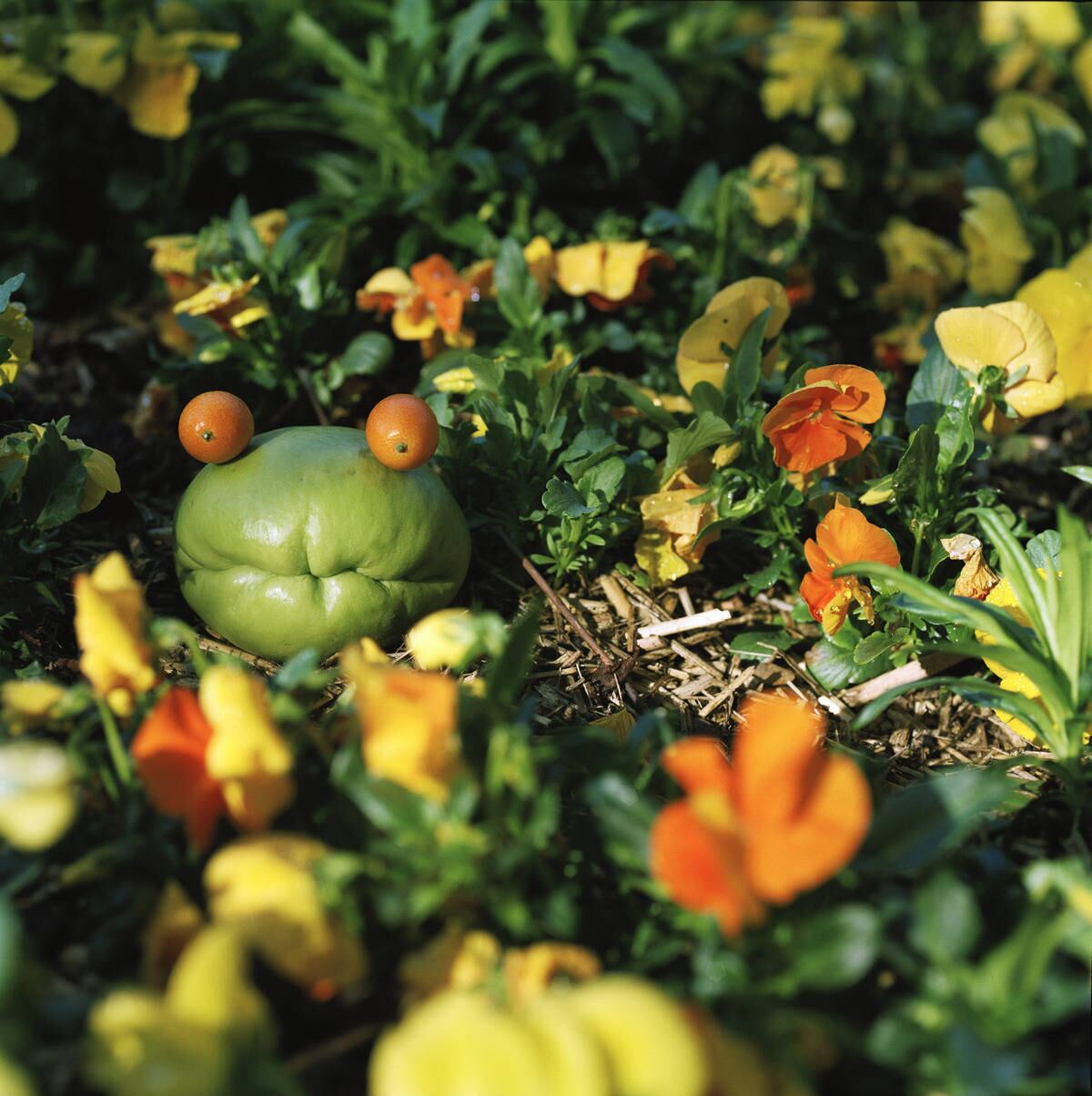 Jeanne trabalha nessas criações há mais de dez anos e realizou duas
séries de fotos intituladas Os frutos da minha imaginação. Na
primeira, os personagens criados com frutas e legumes aparecem em um
fundo branco. Na segunda, eles se inserem em paisagens na natureza.
Acima, um chuchu se transforma em um sapo