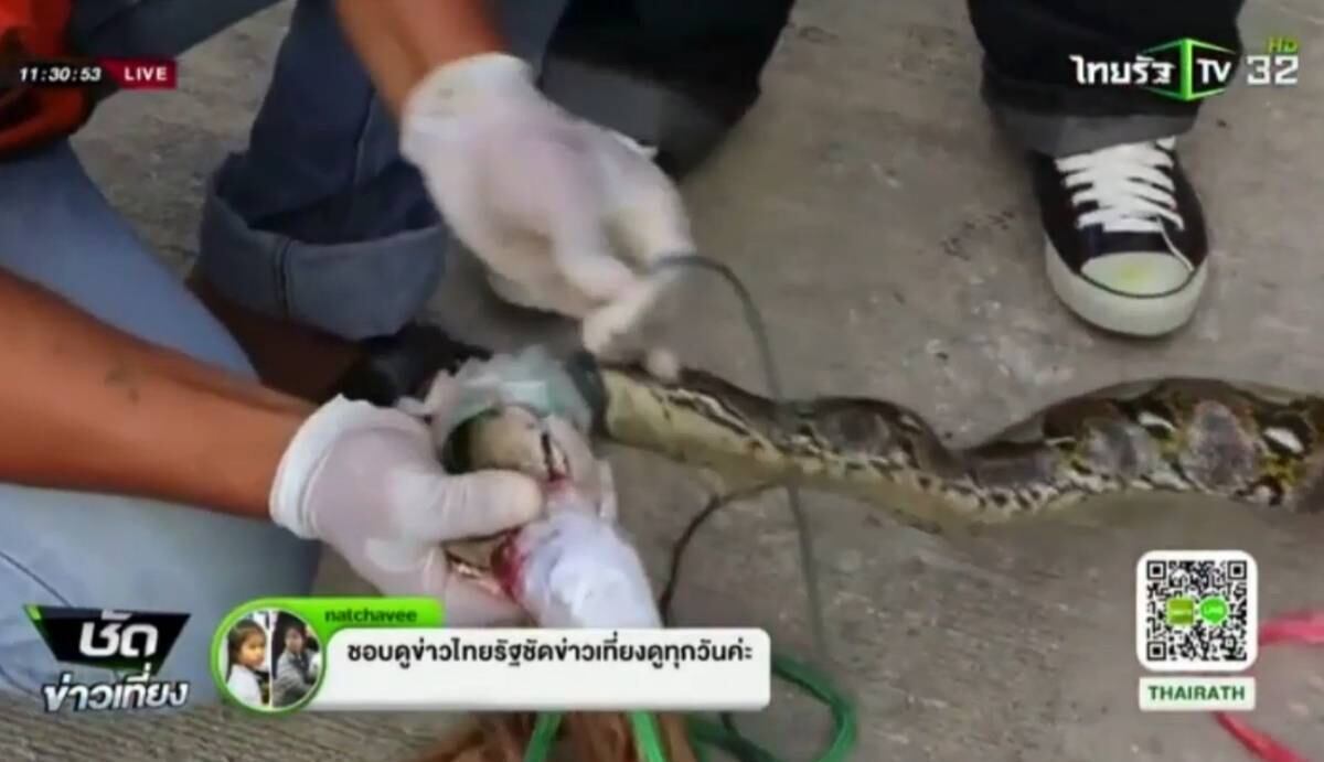 Imediatamente, ele apalpou o local da mordida, mas se surpreendeu com o que acabou agarrando: a cabeça de uma cobra enorme