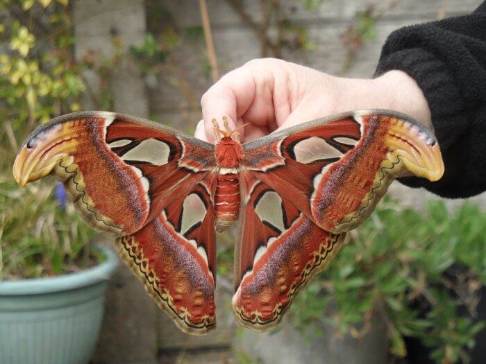 Espécie: Attacus Atlas