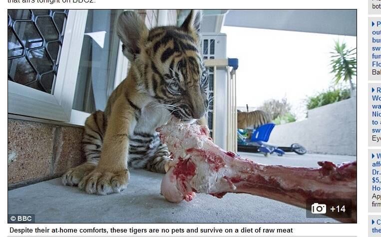 

A espécie de tigre dificilmente sobrevive em cativeiro. Por isso, Giles
Clark se ofereceu para levá-los para casa

