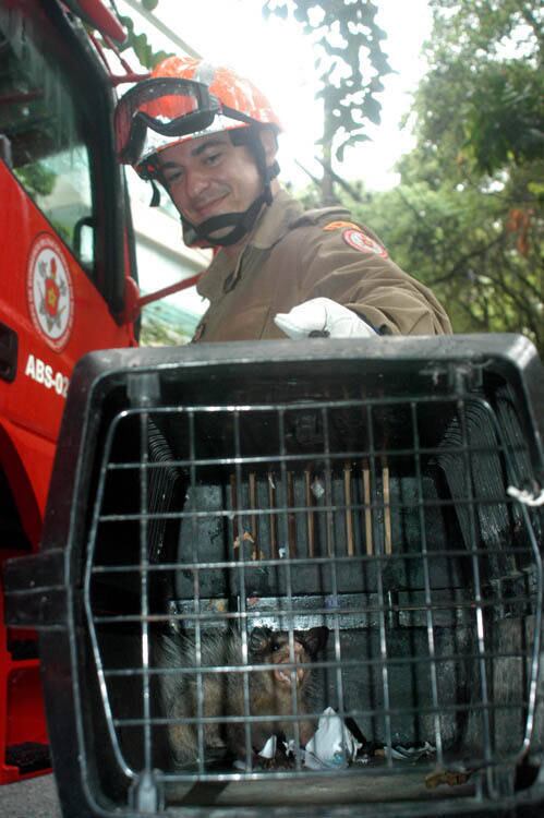 O bichinho foi colocado com cuidado dentre de uma caixa para transporte de animais silvestres
