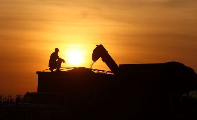 PR - COLHEITA/MILHO - ECONOMIA - Produtores rurais de Campo Mourão, na Região Centro-Oeste do Paraná, estão aproveitando o clima seco para ampliar o horário de colheita de milho, com produção média de 250 sacas por alqueire. A expectativa era de 350 sacas, mas o clima seco no desenvolvimento da cultura, frustrou as expectativas dos agricultores. Na foto, agricultores, colheitadeiras e caminhões durante colheita de milho no final da tarde desta quarta-feira (27). 27/07/2022 - Foto: DIRCEU PORTUGAL/FOTOARENA/FOTOARENA/ESTADÃO CONTEÚDO